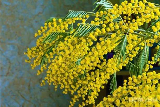 Россельхознадзор предупреждает орловчан о завозе мимоз с опасным паразитом