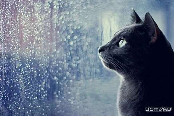 Синоптики вновь обещают орловчанам дождь и холод