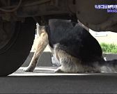 Четвероногие друзья на стаже закона