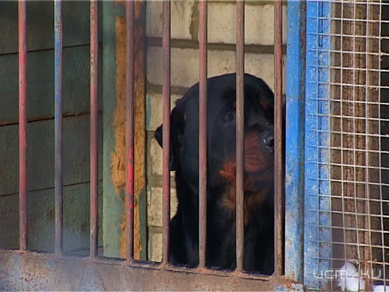 Четырехлапые полицейские: о нелегкой работе служебных собак