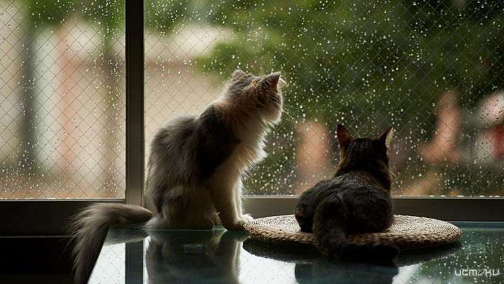 В Орел пришли дожди и тепло