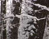 8 февраля состоится "Лыжня России"