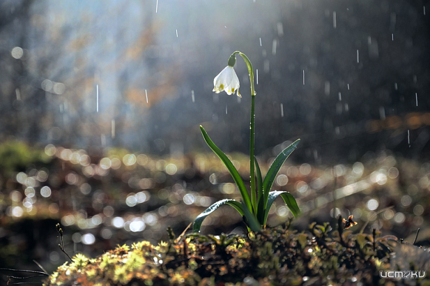 Прогноз погоды на 28-30 марта от Орловского гидрометцентра 