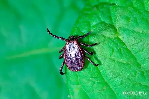 В Орле откроют горячую линию по борьбе с клещами