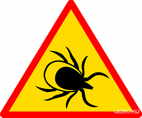 В новом сезоне клещи успели укусить 226 орловчан 