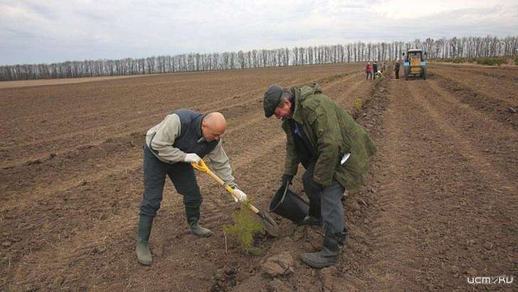 Орловчанам предлагают присоединиться к акции «Сад памяти» дистанционно 