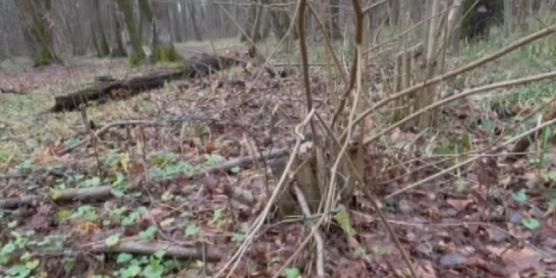 В Орле сегодня началась обработка общественных территорий от клещей. В список попали лес, озеро и пруд