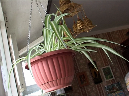 Из учителя английского в цветочницу 