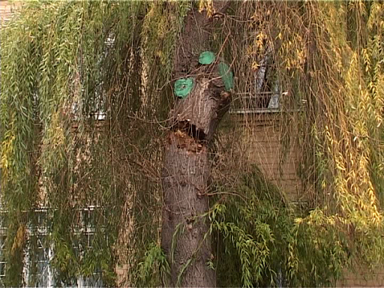 Ветер дал предупреждение - на школу №25 упало дерево 