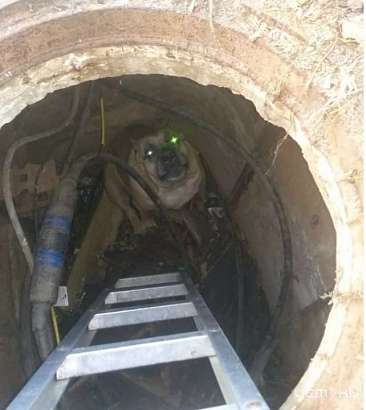 Бродячая собака едва не погибла, упав в подвал 