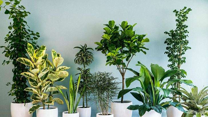 «В мире комнатных растений»: орловчан приглашают посетить книжную выставку