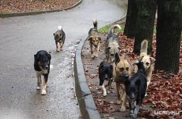 Власти Орловской области смогут принимать самостоятельно решение об усыплении агрессивных животных