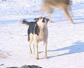 День "массовой зачистки" не только бездомных живот