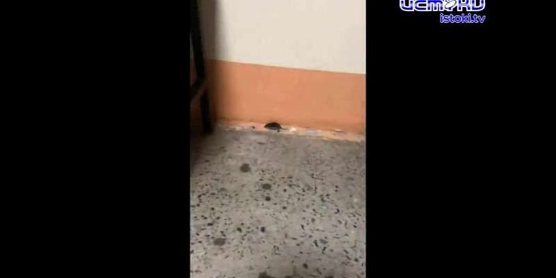 Видео: в поликлинике № 2 орловчанам составила компанию в очереди мышь
