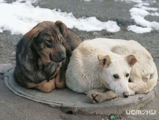 Депутаты признали факт плохой работы по отлову бездомных собак
