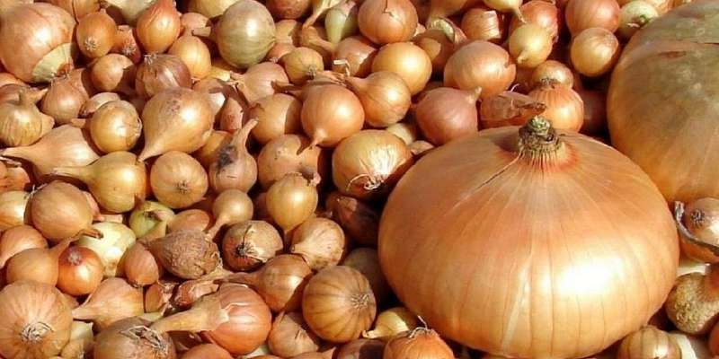 На рынке в Орле продавали 5,5 т краснодарского лука без документов 