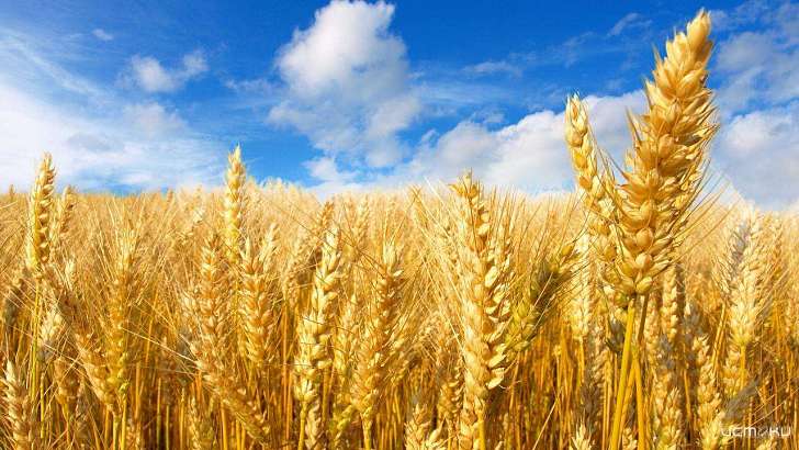 Андрей Клычков рассказал о рекорде орловских аграриев