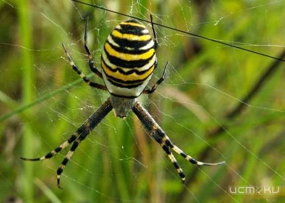 В Орле в Детском парке ребенка укусил паук-оса