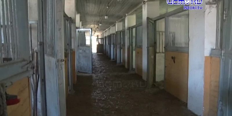 Конезавод или туристический шиш