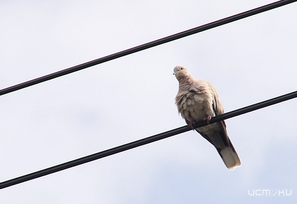 Целых два троллейбуса №1 курсируют в Орле