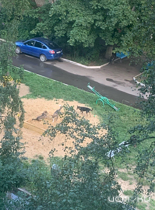 В Северном районе Орла стая бродячих собак поселилась на детской площадке