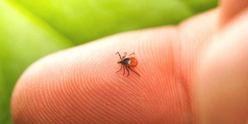 Роспотребнадзор: на Орловщине половина пострадавших от клещей — дети