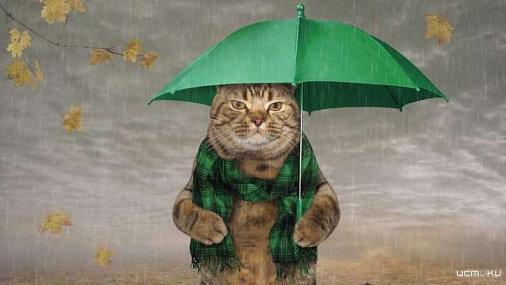 Холодная и дождливая погода ждёт орловчан сегодня