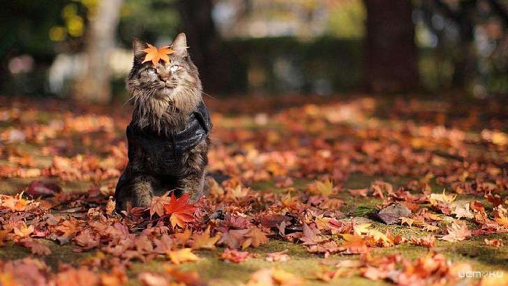 28 октября в Орле будет прохладным и сухим