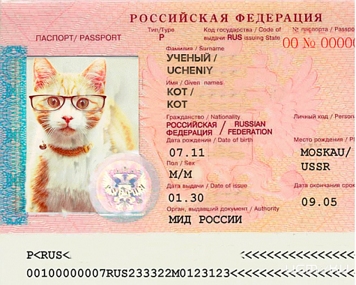 Депутаты предлагают ввести обязательный «котопаспорт» для учета домашних животных