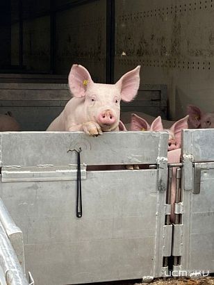 На Орловщине захрюкают по-французски 