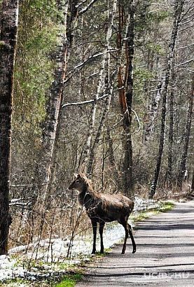 Дикая природа "Орловского полесья": встреча с оленями Дикая природа "Орловского полесья": встреча с оленями