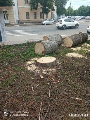 "Зачем мэр и его подельники варварски уничтожили прекрасные деревья?" (с)