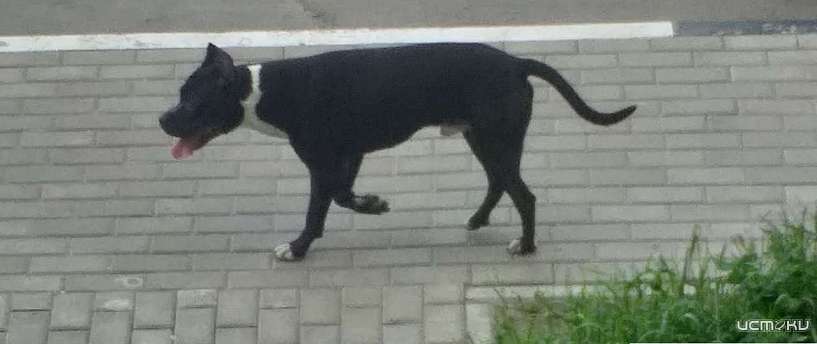 В Орле крупная породистая собака бросилась на девушку