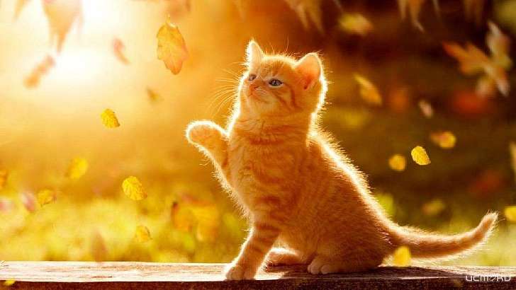 18 октября орловчан ждет еще один солнечный и теплый день