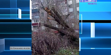Упавшее дерево уборка В Орле целый год не могут убрать упавшее после урагана дерево