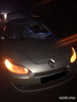 На трассе под Орлом «Рено» сбил лося