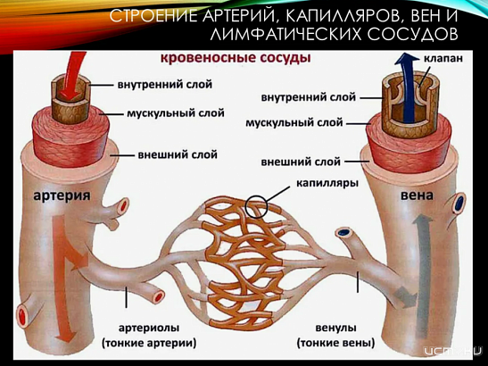 Стоящая на Орловщине жара может повлиять на сосуды. Лучше уберечь себя от этого заранее, зная о профилактике