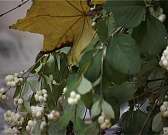 Татьяна Грибанова представила свою новую книгу «Колыбель моя посреди земли»