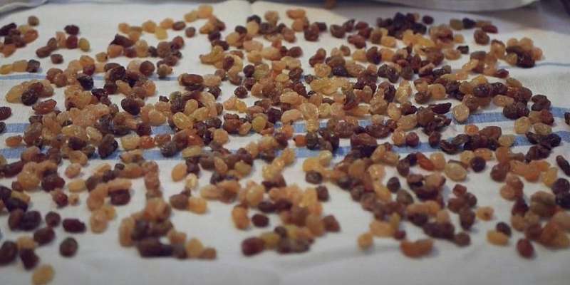 Народным корреспондентом недели стал орловчанин, приславший «Приключения изюма»