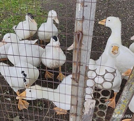 Жителю Орловской области запретили продажу птиц без документов