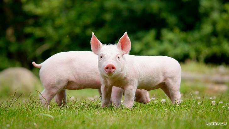 Строительство свинокомплексов на Орловщине повредило почву на 300 га