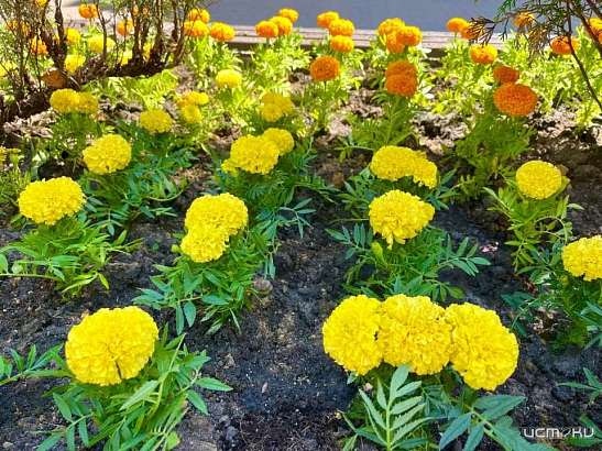 В Орле на смену уже отцветшим тюльпанам пришли более 18 тысяч других цветов