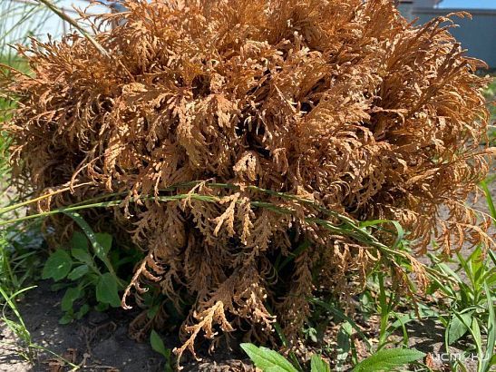 Над Орловским регионом скандинавский антициклон