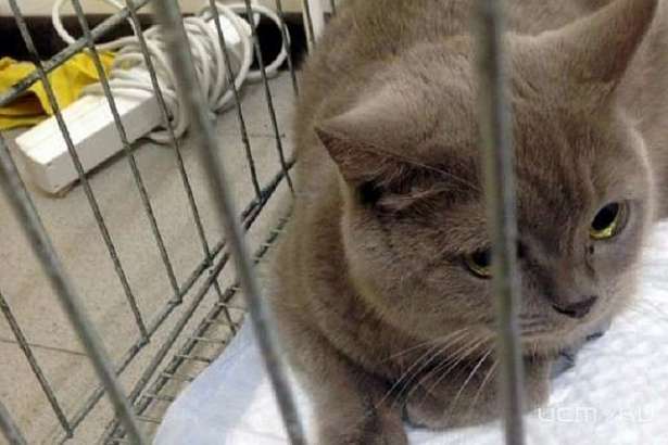  За последние дни на Орловщине не обнаружено случаев бешенства животных