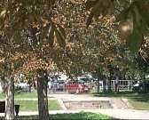 -"Каштановая чума"... Ее завезли в нашу область много лет назад и не могут выпроводить до сих пор...