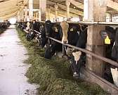 Надои увеличиваются, поголовье растет! В ЗАО "Славянское" к животным особый подход.1470931862