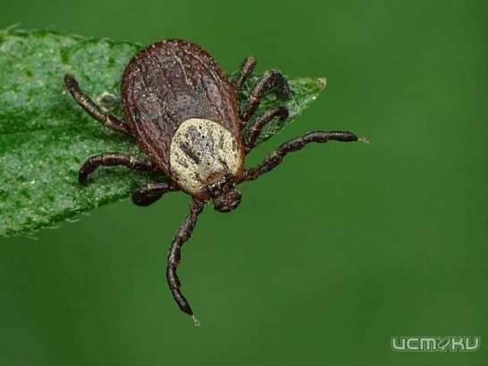 Осторожно: клещи! Пострадали уже почти 400 жителей Орловщины