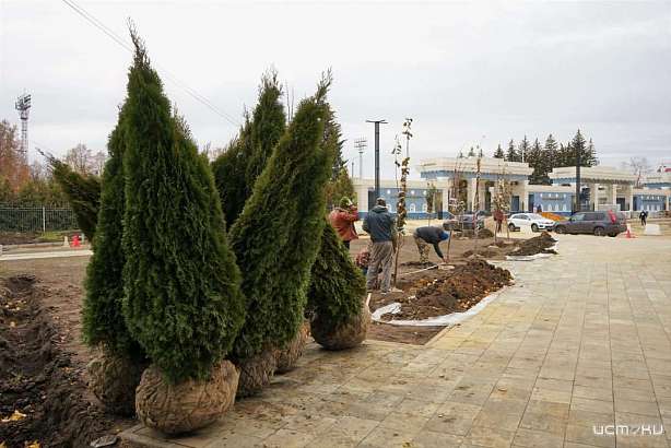 В Орле на площади Жукова посадят взрослые деревья