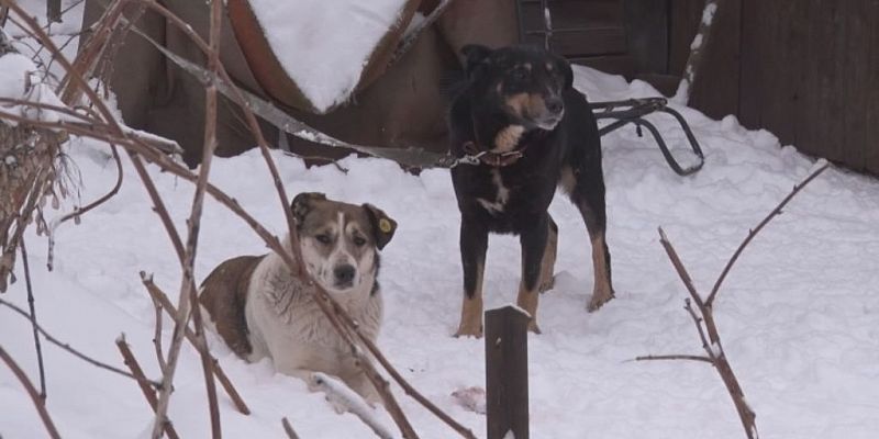 Преданные дважды. Они оказались на улице, да и приюта не дождались