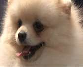 В Орле более 200 собак участвовали в конкурсе красоты